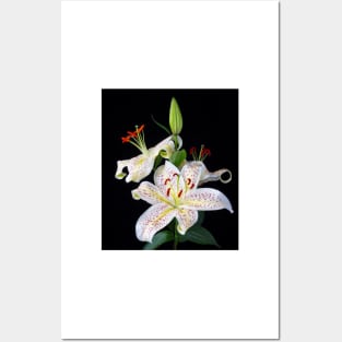 Beautiful Sonata Lilies Still Life Posters and Art